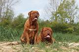 DOGUE DE BORDEAUX 011